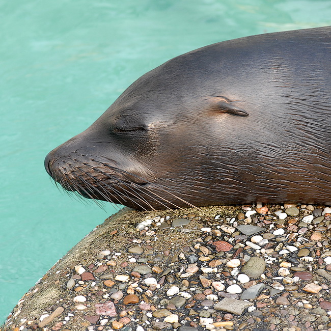 2505 Tiere DDD_3475 Kopie.jpg - Zoo Wuppertal